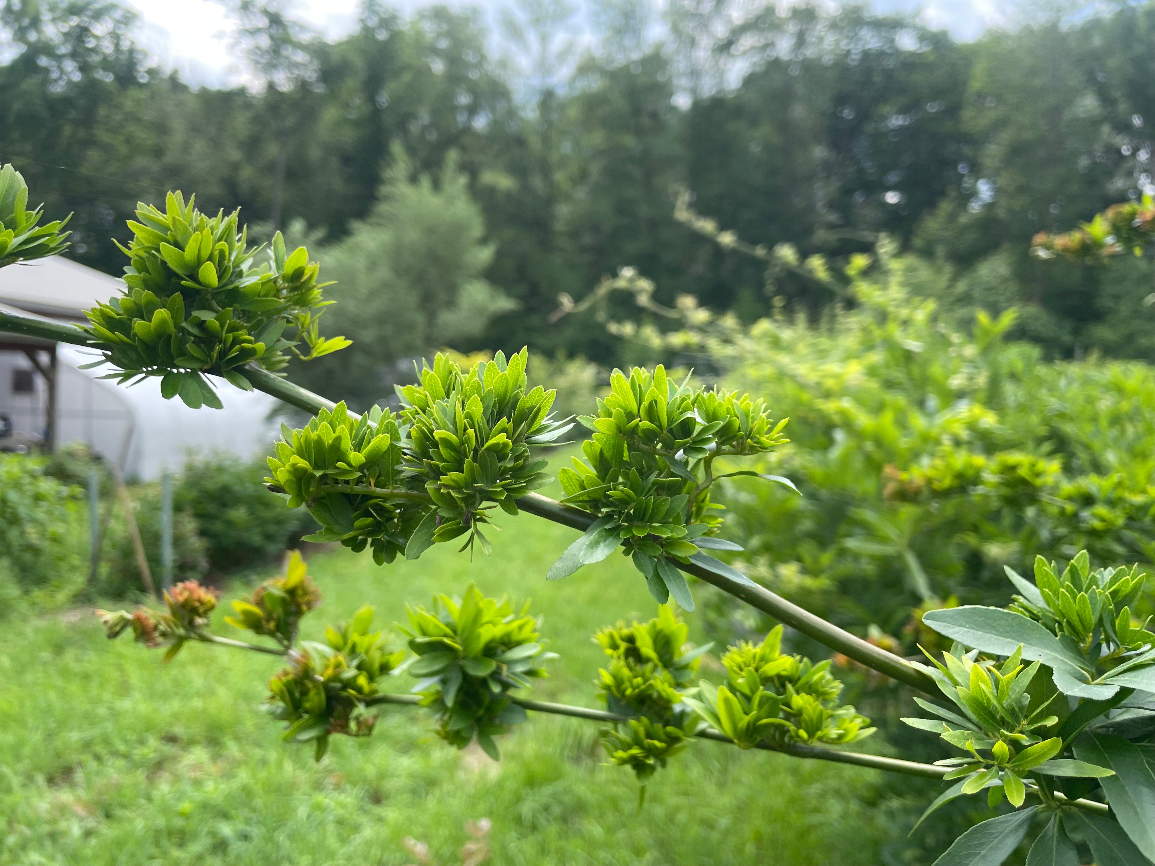 Pinned Locust Gleditsia triacanthos, 'Pin Cushion' Honeylocust – Cricket Hill Garden