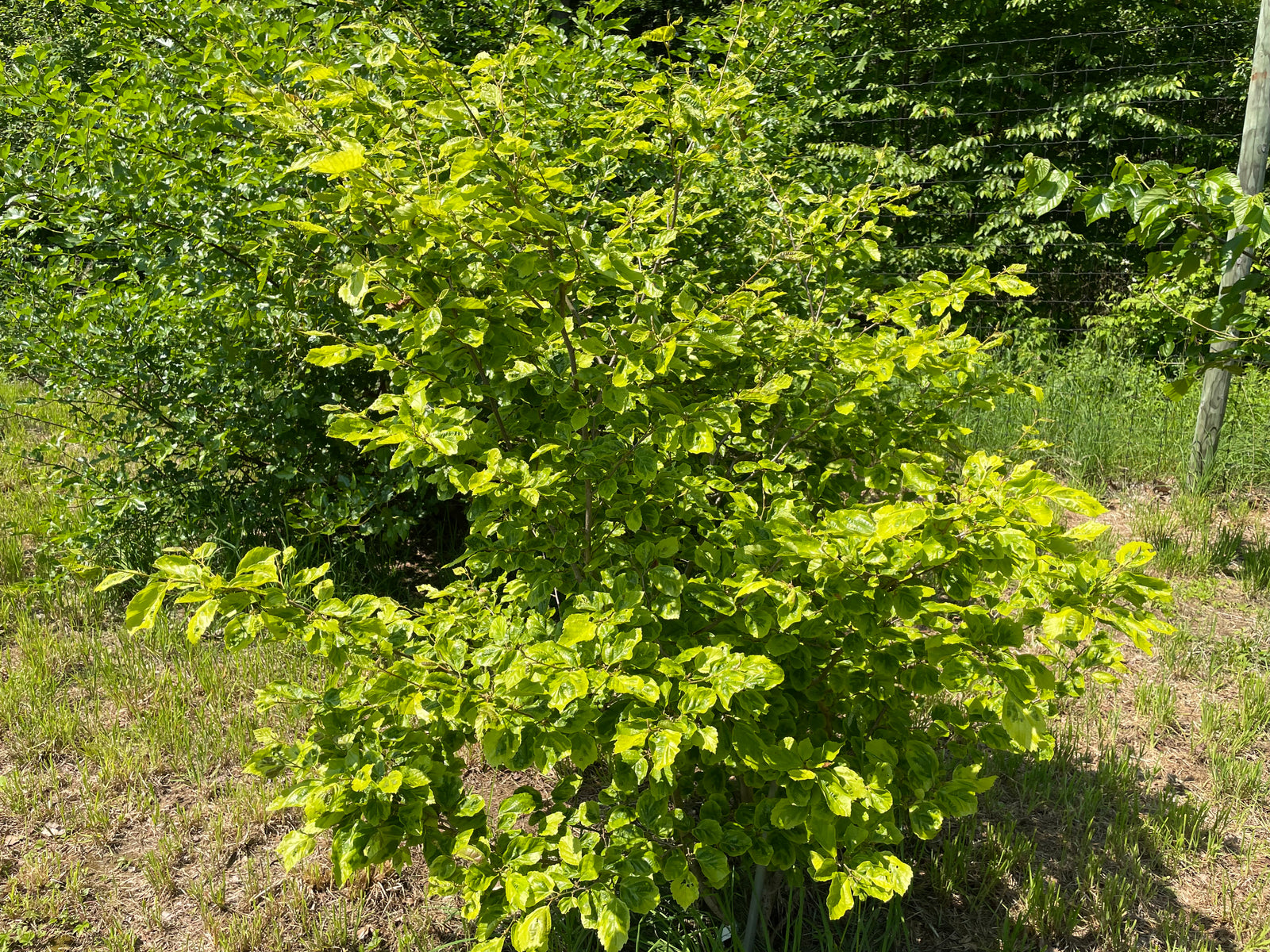 Hamamelis virginiana, 'Green Thumb' – Cricket Hill Garden