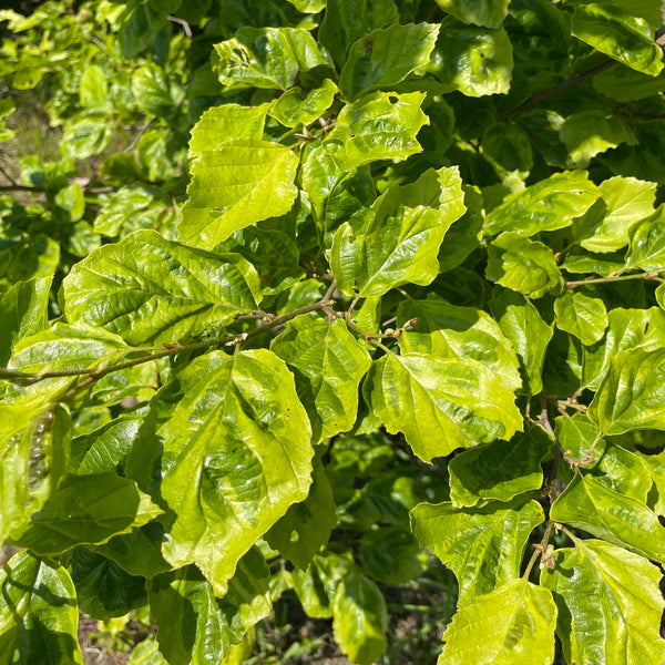 Hamamelis virginiana, 'Green Thumb' – Cricket Hill Garden