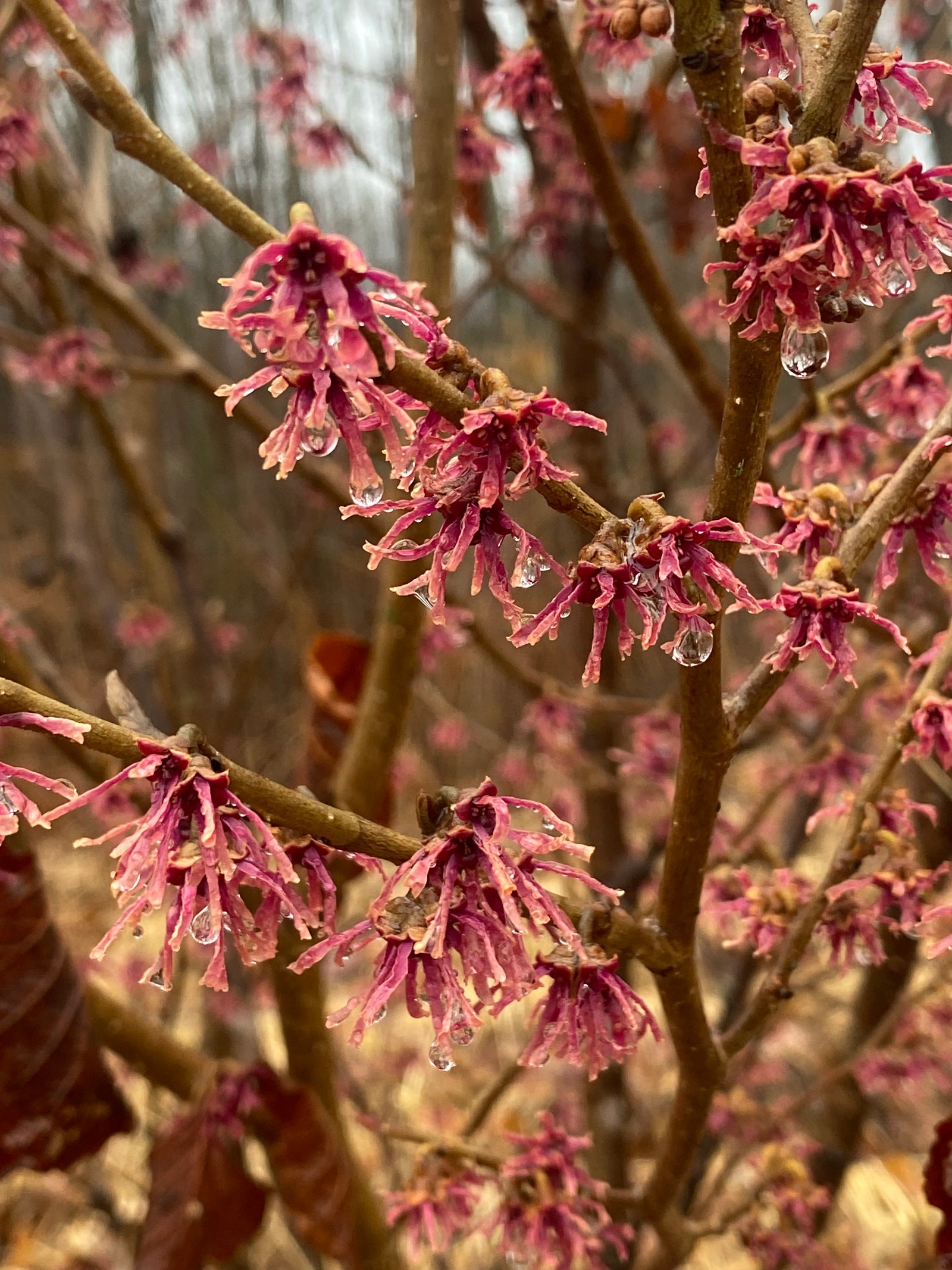 Hamamelis, 'Amethyst' Witch Hazel