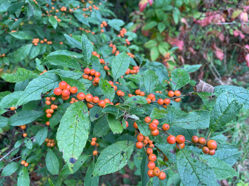 Ilex verticillata , 'Winter Gold' winterberry – Cricket Hill Garden