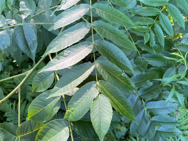 Juglans nigra, 'Hay' Black Walnut