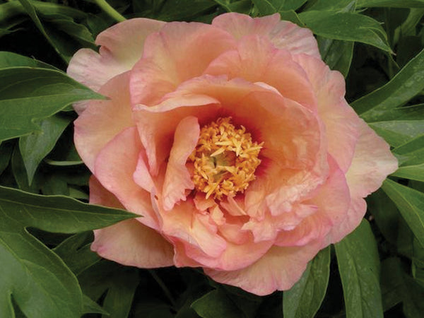 Paeonia, Julia Rose, intersectional 'Itoh' peony PICK UP