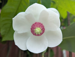 Magnolia sieboldii, 'Harold Epstein'
