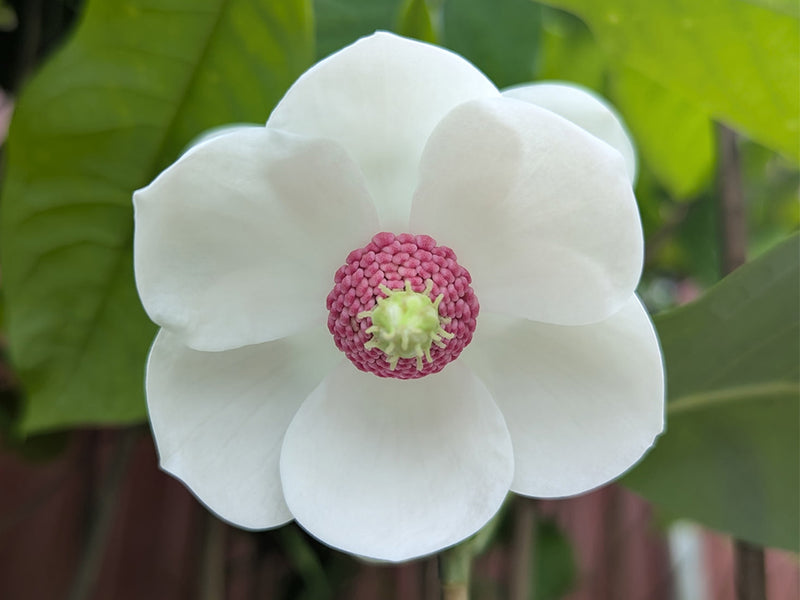 Magnolia sieboldii, 'Harold Epstein'