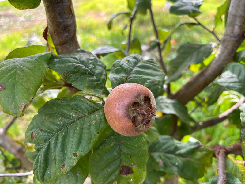 Mespilus germanica, 'Nefle d'October' Medlar