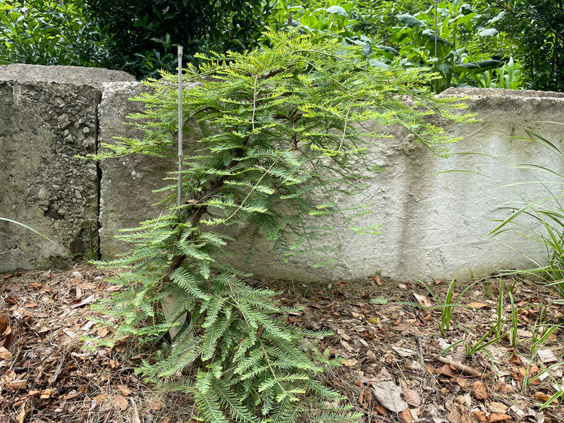 Metasequoia glyptostroboides, 'Miss Grace' Dwarf Dawn Redwood
