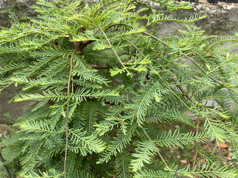 Metasequoia glyptostroboides, 'Miss Grace' Dwarf Dawn Redwood