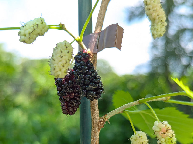 mulberry tree herbicide Morus, 'Gerardi Dwarf' mulberry – Cricket Hill Garden