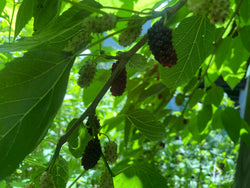 Morus alba, 'Ukrainian Giant' mulberry