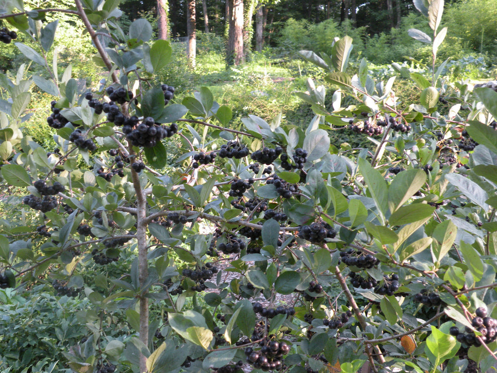 Aronia melanocarpa, 'Nero'  Cricket Hill Garden