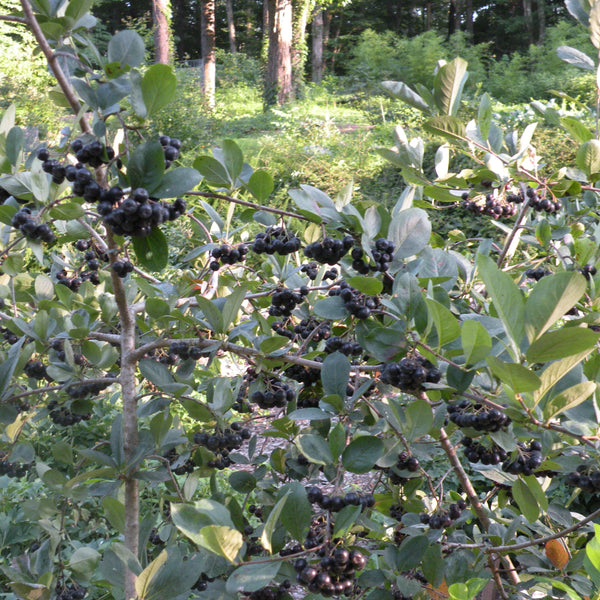 Aronia melanocarpa, 'Nero'