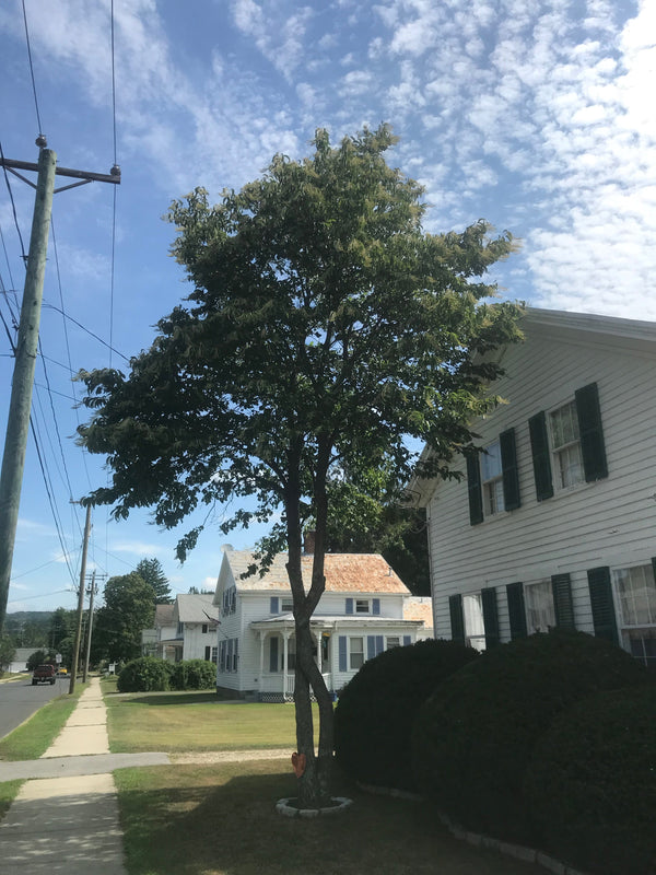 Oxydendrum arboreum, Sourwood PICK UP