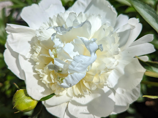 Paeonia lactiflora, 'Duchesse De Nemours' herbaceous peony