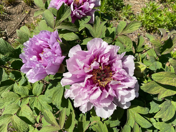 Paeonia suffruticosa, Kamata Wisteria, Japanese tree peony