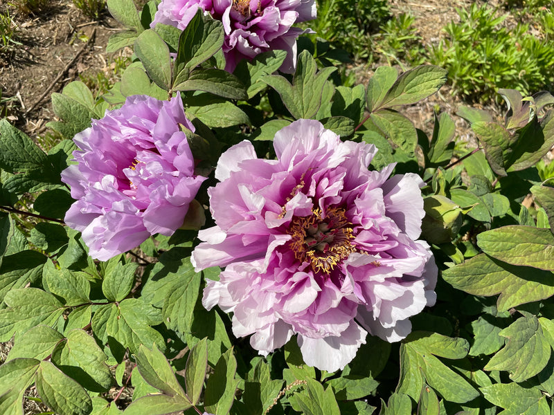 Paeonia suffruticosa, Kamata Wisteria, Japanese tree peony