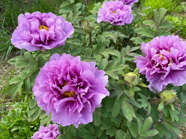 Paeonia suffruticosa, Kamata Wisteria, Japanese tree peony