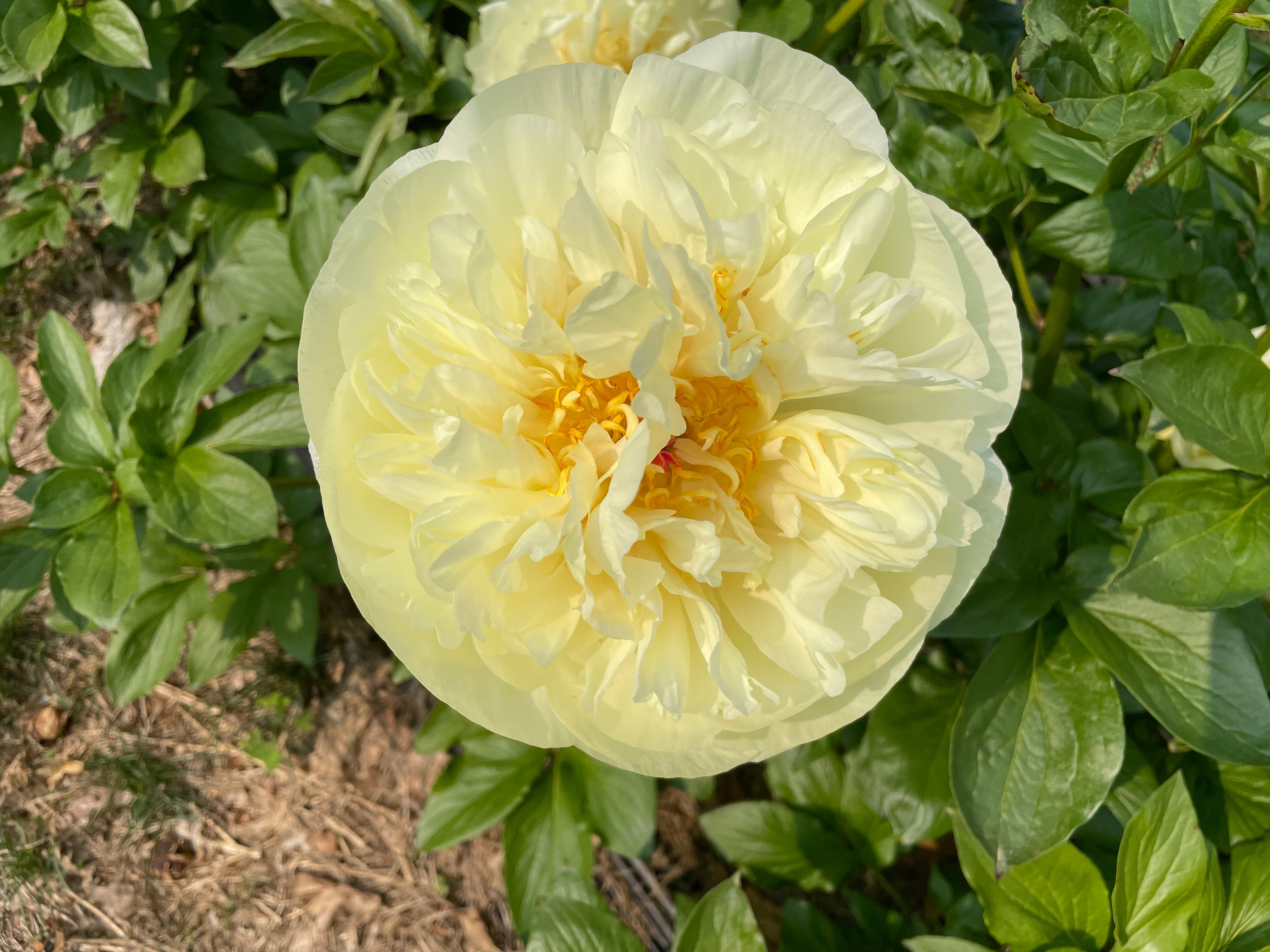 ✳︎peony✳︎ Reviews for VAN ZYVERDEN Peonies Bulbs Mixed Colors (Set of