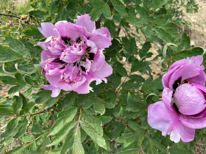 Paeonia suffruticosa, 'Blue Jade in Three Colors' Chinese tree peony