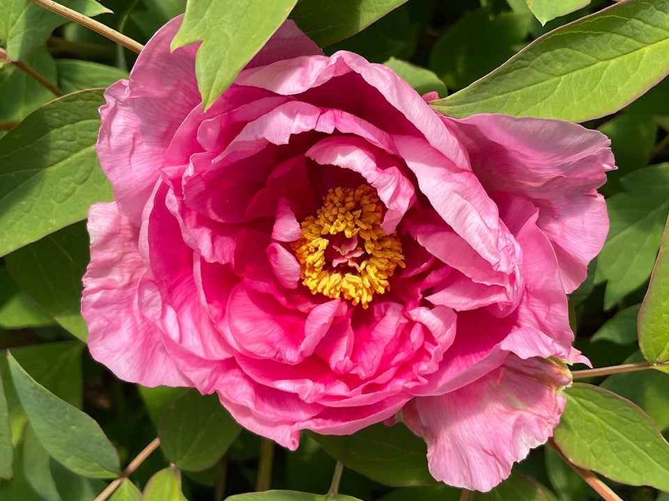 Tree Peony HardLassセット Paeonia suffruticosa, 'Brocade Gown' tree peony – Cricket Hill Garden