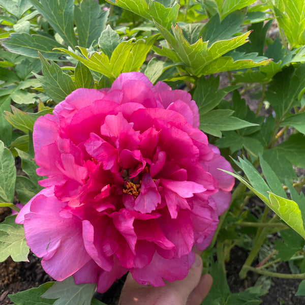 ★Peony★ Paeonia_gemini_600x600_crop_ce