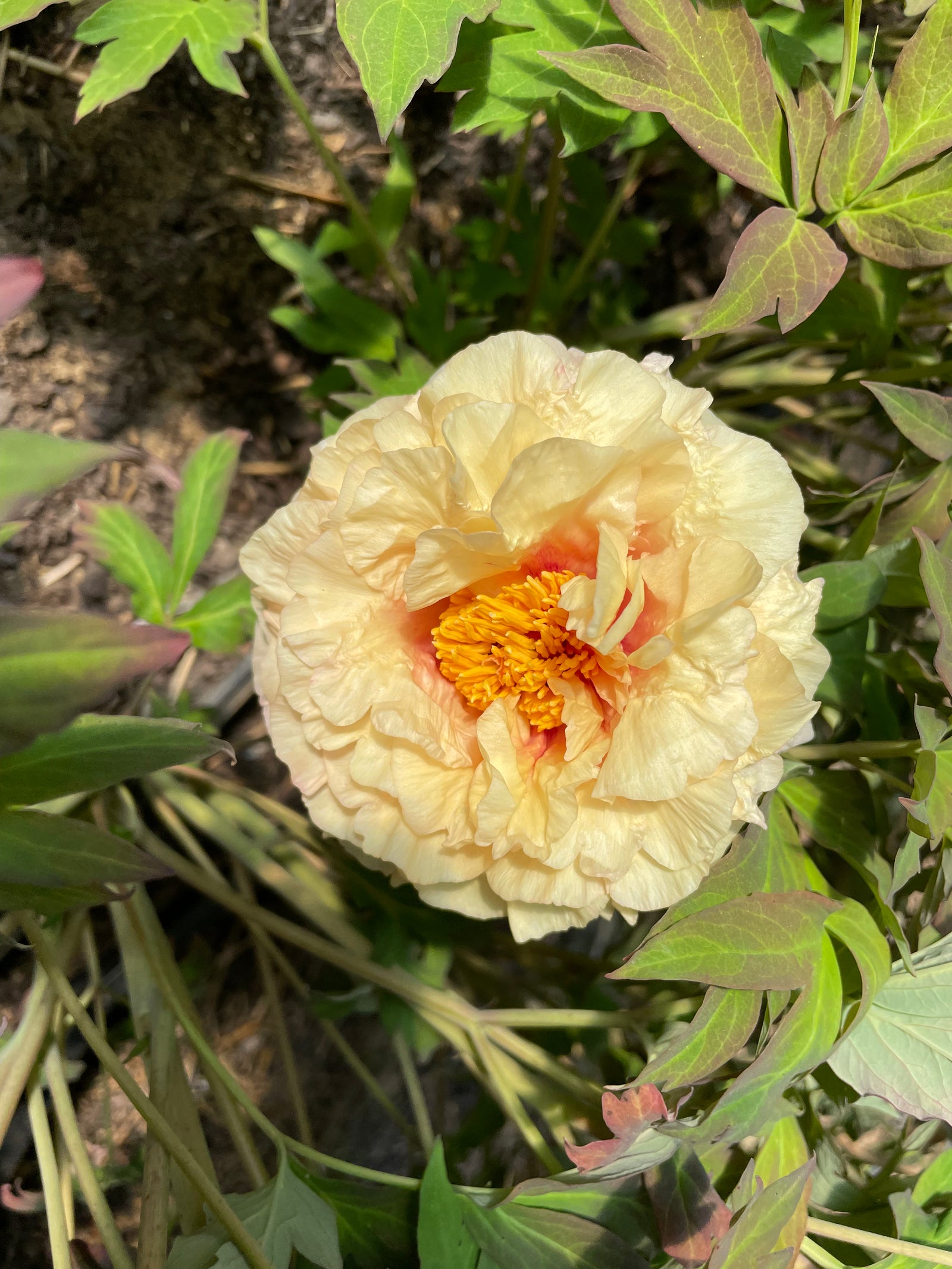 Alhambra | Yellow Hybrid Tree Peony – Cricket Hill Garden