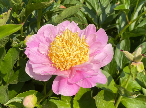Paeonia lactiflora, 'Imperial Divinity' herbaceous peony