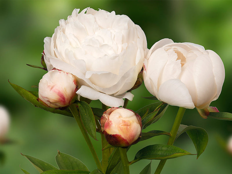 Paeonia lactiflora, 'Allan Rogers' herbaceous peony PICK UP