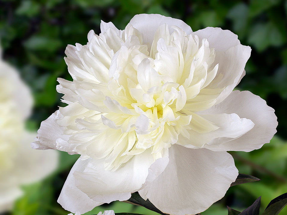 Paeonia lactiflora様＊おまとめ2点＊ALEXIA STAM Paeonia lactiflora 'Doctor Alexander Fleming' Peony from Hoffie
