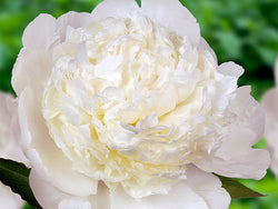 Paeonia lactiflora, 'Bowl of Cream' heirloom herbaceous peony PICK UP