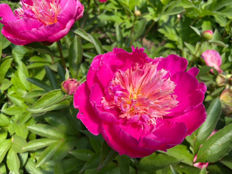 Paeonia lactiflora, 'Rare Flower Faces the Sun' Chinese herbaceous peony