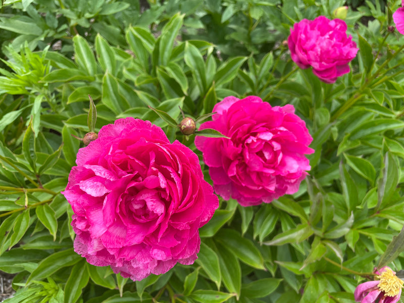 Paeonia lactiflora, 'Riches and Honor' Chinese herbaceous peony