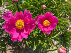 Paeonia lactiflora, 'Treasure of Red Rose' Chinese herbaceous peony