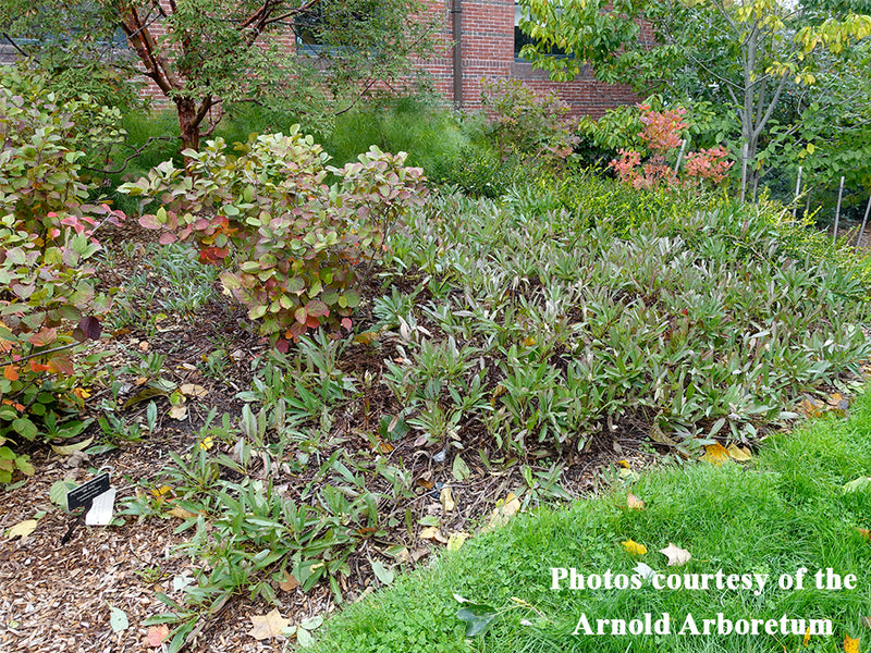 Prunus pumila var. depressa, ‘Gus Mehlquist’ sprawling sand cherry