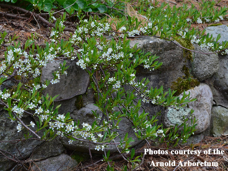 Prunus pumila var. depressa, ‘Gus Mehlquist’ sprawling sand cherry