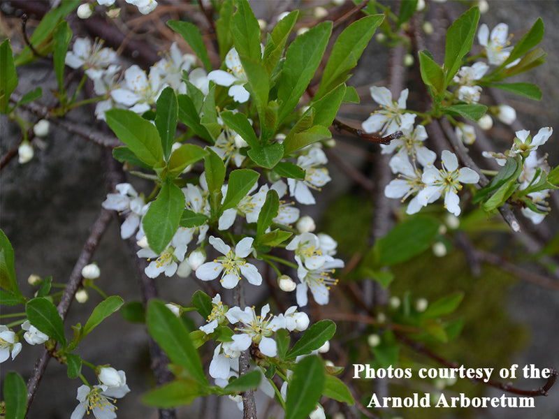 Prunus pumila var. depressa, ‘Gus Mehlquist’ sprawling sand cherry