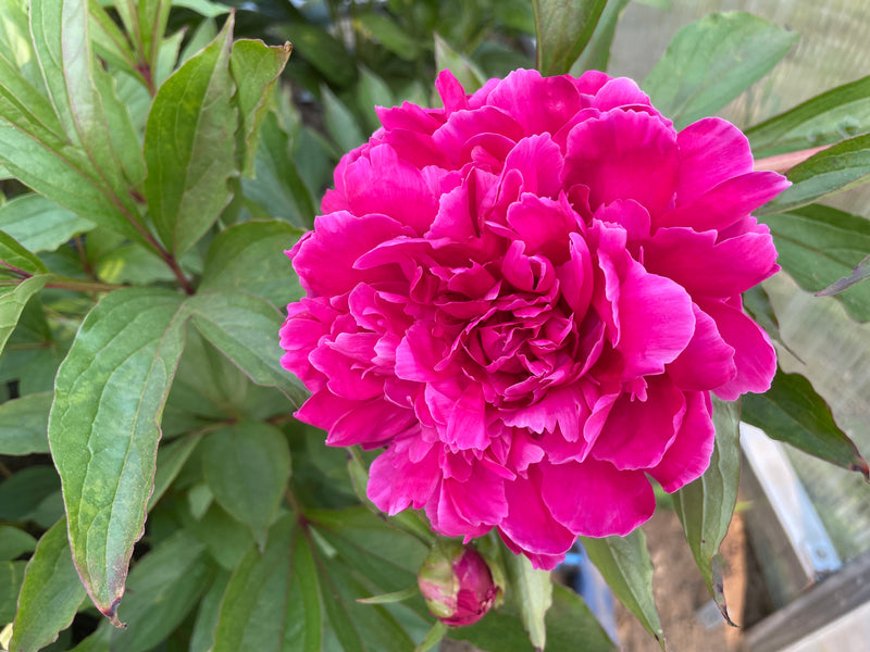 Paeonia lactiflora, 'Purple Goose Flying in the Frost' Chinese herbaceous peony