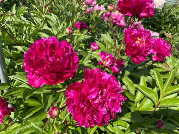 Paeonia lactiflora 'Purple Water Lily' Chinese herbaceous peony