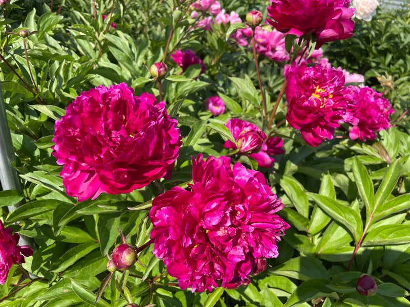 Paeonia lactiflora 'Purple Water Lily' Chinese herbaceous peony