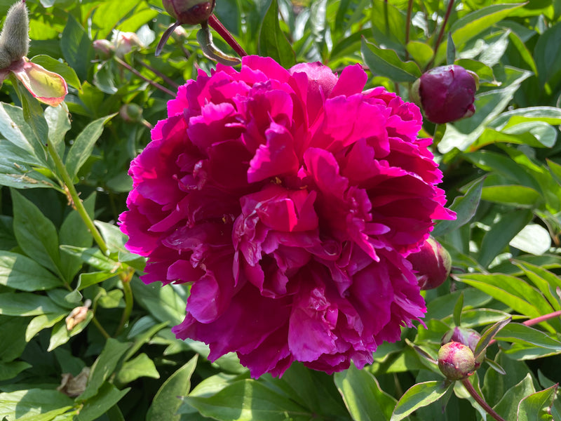 Paeonia lactiflora 'Purple Water Lily' Chinese herbaceous peony