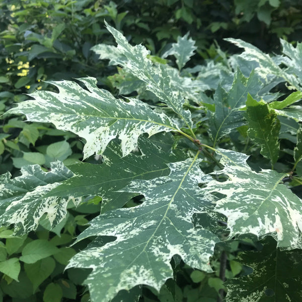 Quercus rubra, 'Greg’s Variegated' red oak