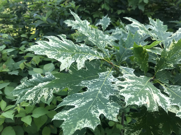 Quercus rubra, 'Greg’s Variegated' red oak – Cricket Hill Garden