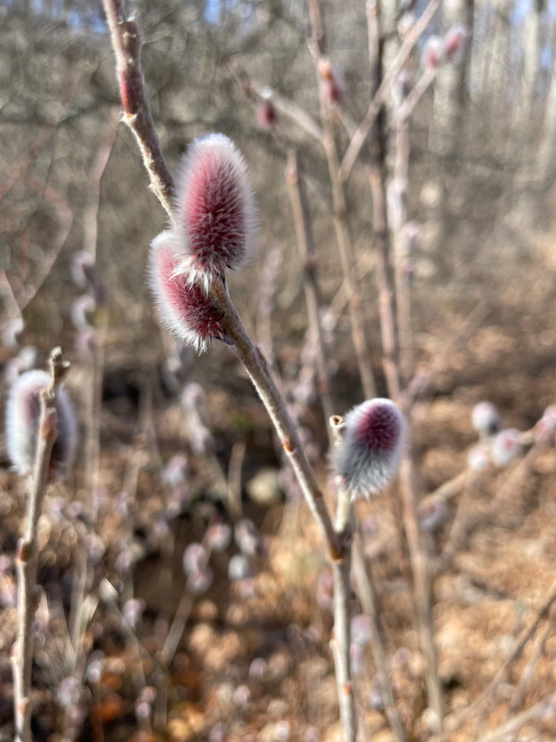 Salix gracilistyla, ‘Mt Aso’ Pink Japanese Pussy Willow