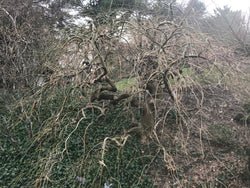Styphnolobium japonica 'Pendula', Weeping Japanese Scholar Tree
