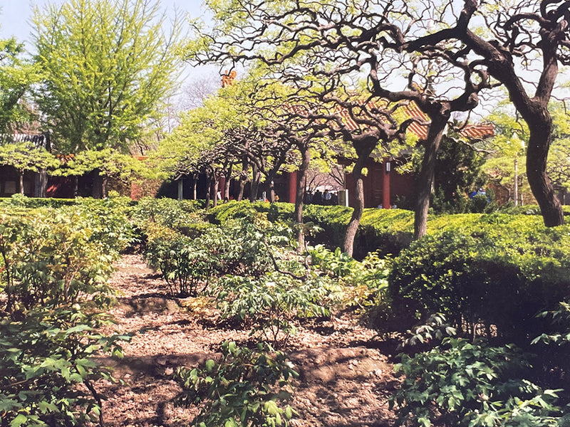 Styphnolobium japonica 'Pendula', Weeping Japanese Scholar Tree