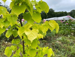 Tilia cordata, 'Akira Gold' Littleleaf Linden