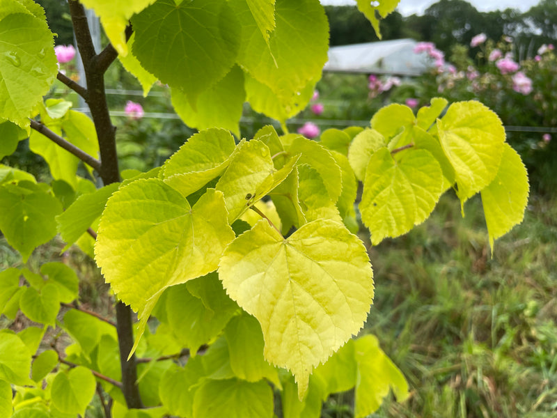 Tilia cordata, 'Akira Gold' Littleleaf Linden