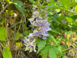 Wisteria frutescens, Native wisteria