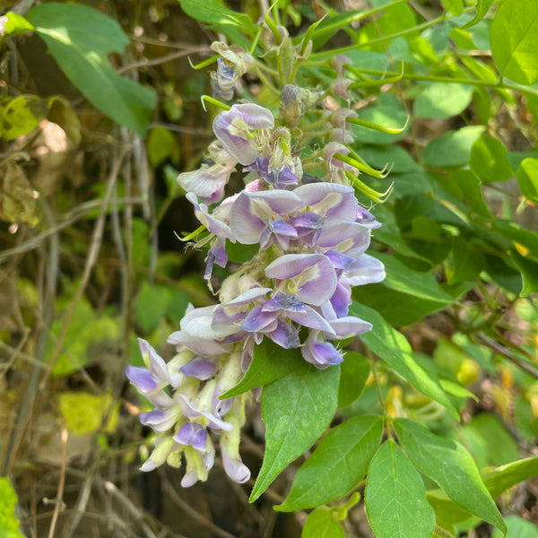 Wisteria frutescens, Native wisteria – Cricket Hill Garden