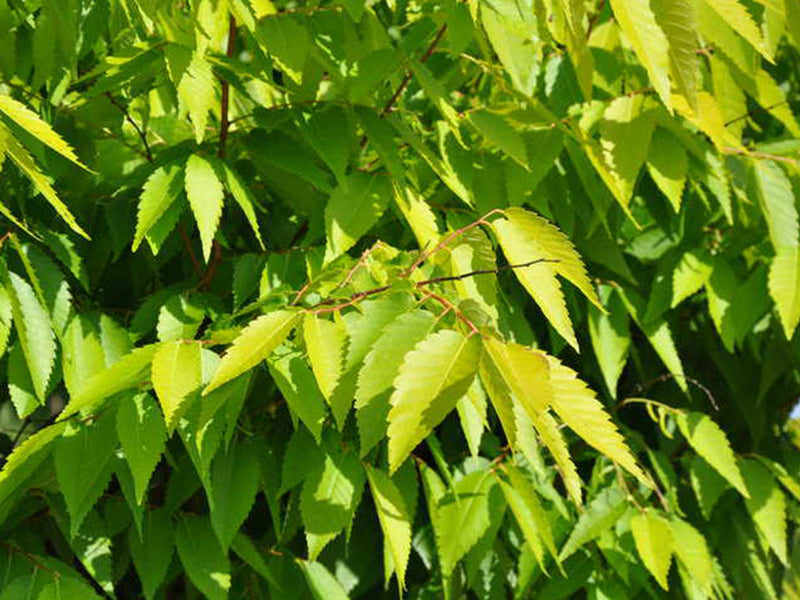 Zelkova serrata, 'Ogon' Golden Japanese Zelkova PICK UP